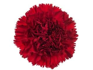 Γαρύφαλλα Optima