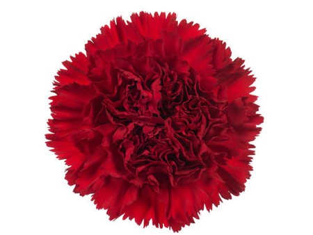 Dianthus Optima