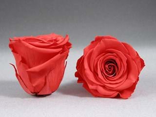 Forever Σ Ροζ - NEED TRANSLATION