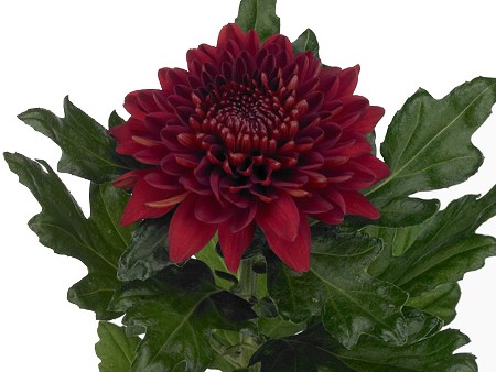 1Hd Chrysanthemum Panteon