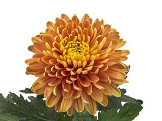 1Hd Chrysanthemum Pensa