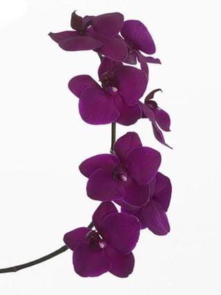 Phalaenopsis Black