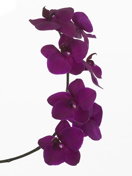 Phalaenopsis Black