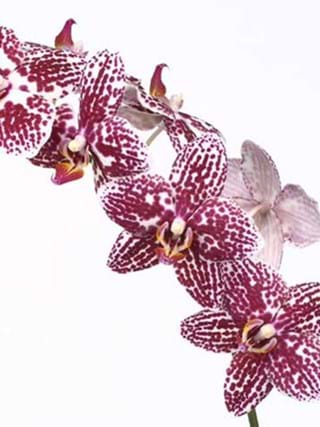 Phalaenopsis King