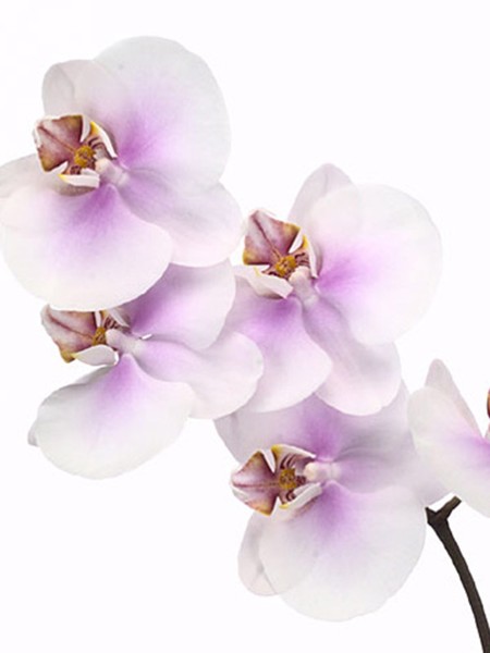 Phalaenopsis Okayama