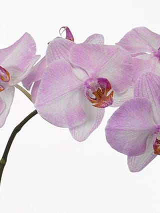 Phalaenopsis Pink
