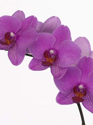Phalaenopsis Seoul