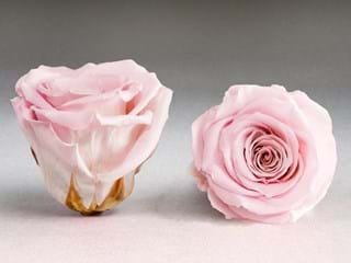 Forever Α Ροζ - NEED TRANSLATION