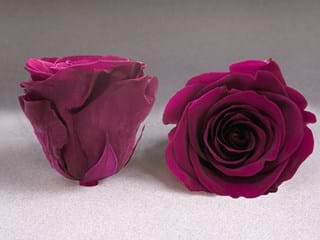 Forever Μπορντώ - NEED TRANSLATION