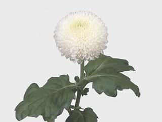 1Hd Chrysanthemum Pink Pong