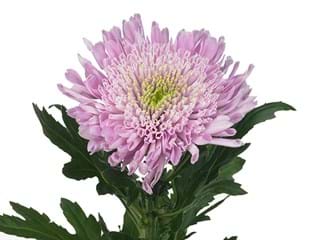1Hd Chrysanthemum Pink Creation