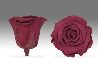 Forever Κερασι - NEED TRANSLATION