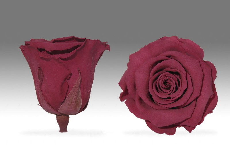 Forever Κερασι