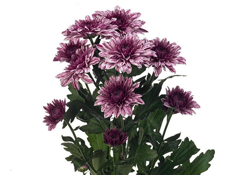 1Hd Chrysanthemum Pip