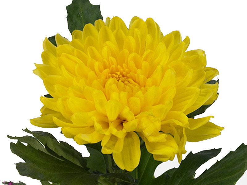 1Hd Chrysanthemum Pjort