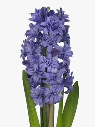 Hyacinthus Purple