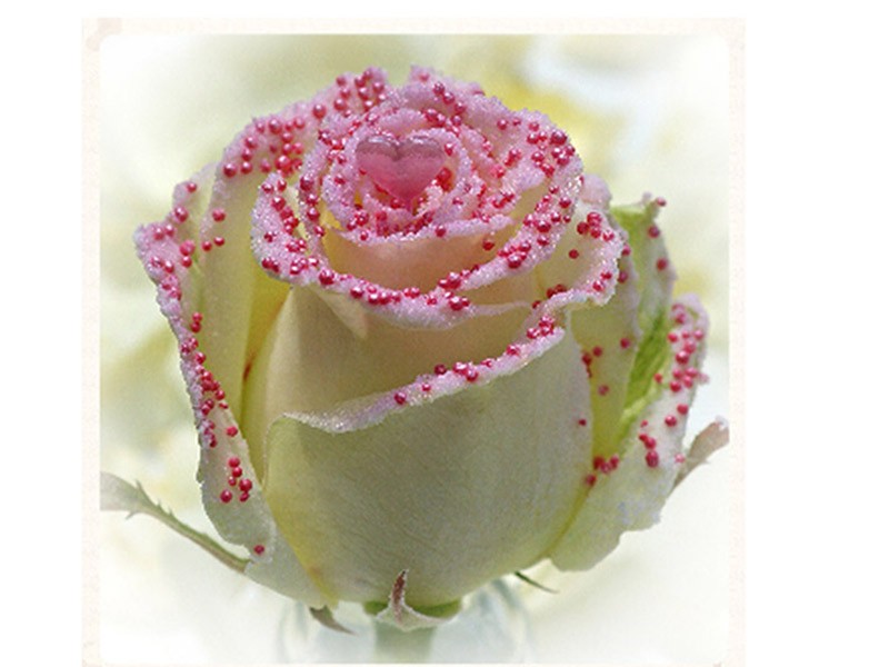 Rosa Pearl
