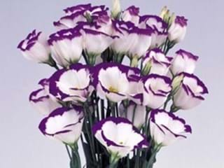 Eustoma Piccolo Blue Rim