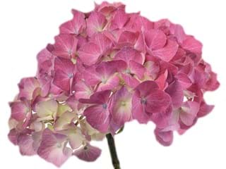Hydrangea Pink
