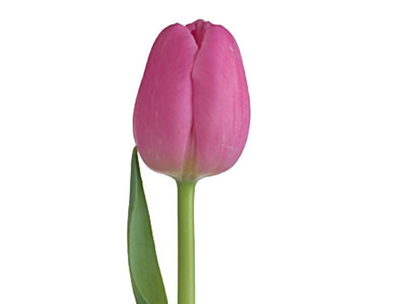 Τουλίπες Pink Twist