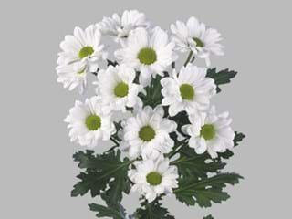 Χρυσάνθεμα Pinot