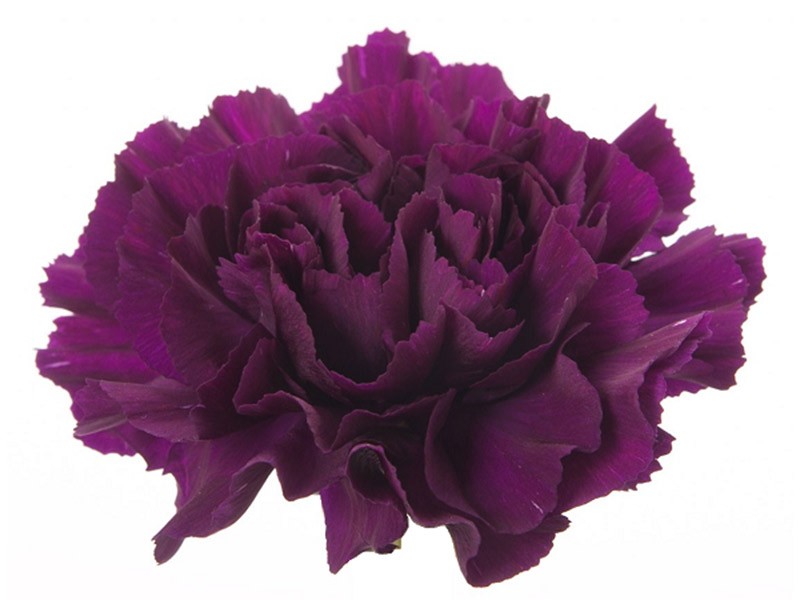 Dianthus Purple