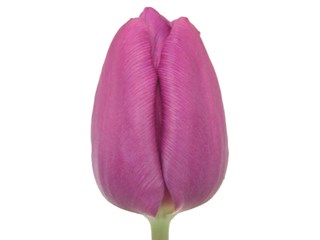 Τουλίπες Purple Prince