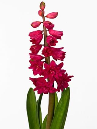 Hyacinthus Queen Red