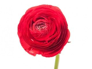Ranunculus Red