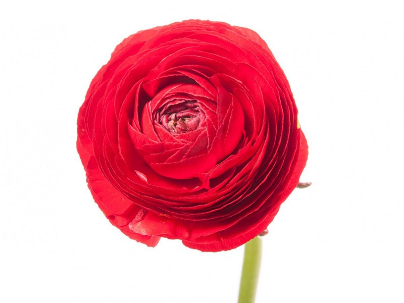Ranunculus Red