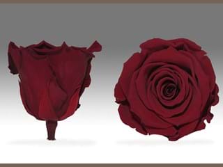 Forever Σ Κοκκινο - NEED TRANSLATION