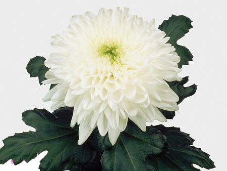 1Hd Chrysanthemum Resolute