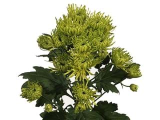  Χρυσάνθεμα Revert 