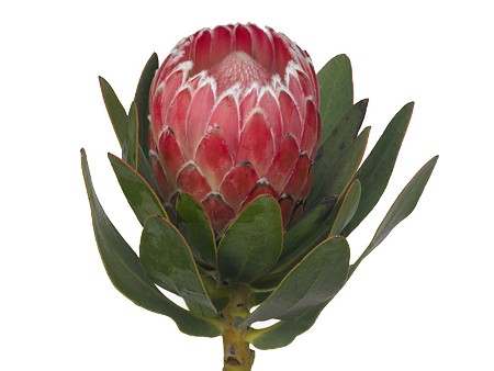 Protea Rita
