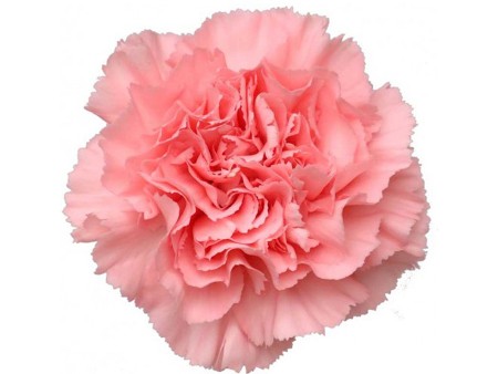 Dianthus Giava