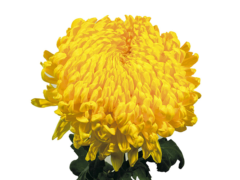 1Hd Chrysanthemum Rivalty