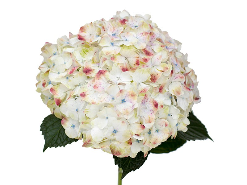 Hydrangea Rose