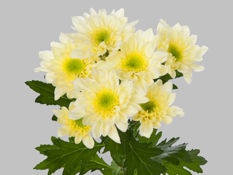 Chr Radost Cream