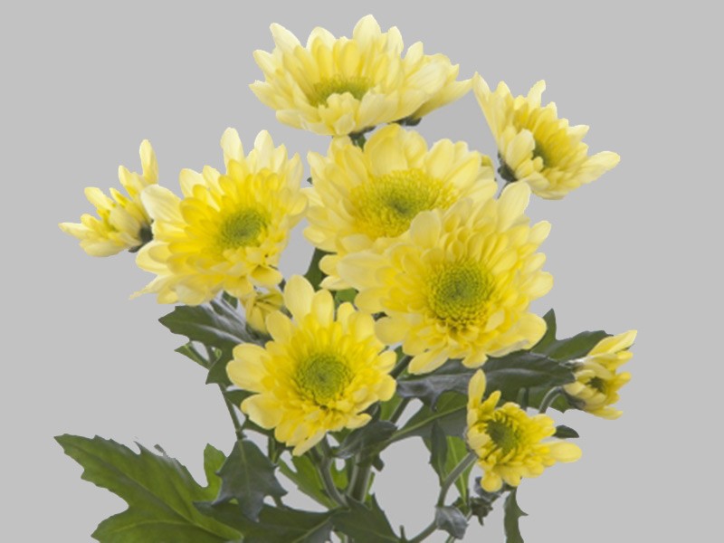 Χρυσάνθεμα Radost Yellow