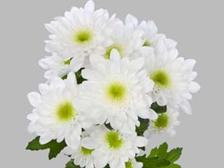 Χρυσάνθεμα Radost 