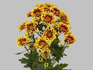 Χρυσάνθεμα Raise