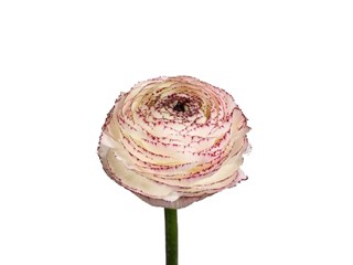 Νεραγκούλα Cappucino