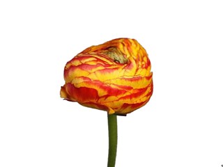 Νεραγκούλα Elios