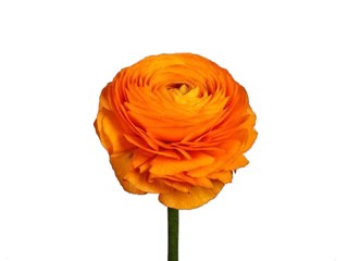 Νεραγκούλα Fiesta