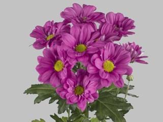 Χρυσάνθεμα Reagan Dark Splendid