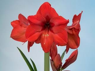 Hippeastrum Red Rival