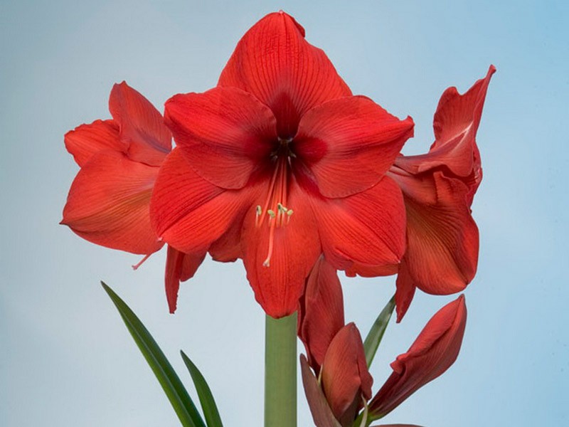 Αμαρυλλίδες Red Rival