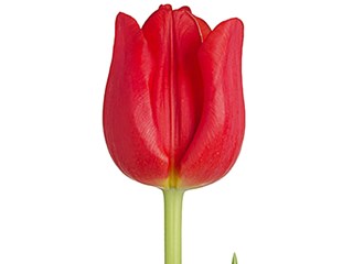 Τουλίπες Red Power