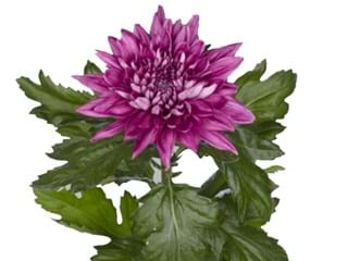 1Hd Chrysanthemum Resomee