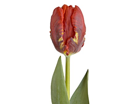 Τουλίπες Rococo
